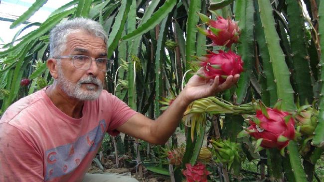 Silifke’de pitaya bahçelerinde hasat başladı