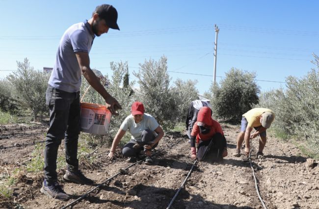 Mersin’de üreticiye ilk kez enginar yumrusu desteği verildi