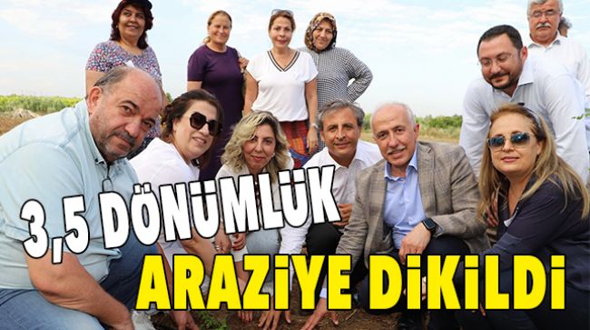 AKDENİZ’DE STEVİA FİDESİ DİKİLDİ