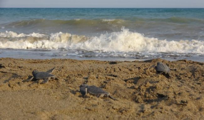 Caretta ve Chelonia’ların yuvası Mersin!