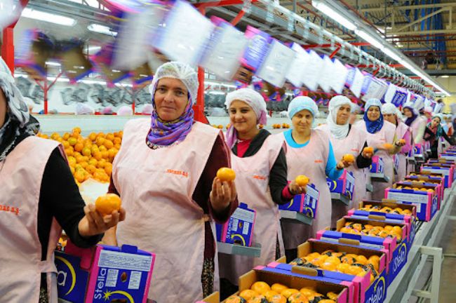 Meyve üretiminde güçlüyüz, ihracatta geriliyoruz!