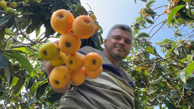 'Sarı altın' yenidünyada hasat başladı: İç pazara 50 100 TL’ye, dış pazara 4 dolara gönderiliyor