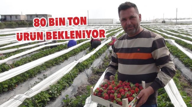 MERSİN'DE AÇIKTA ÇİLEK HASADI BAŞLADI