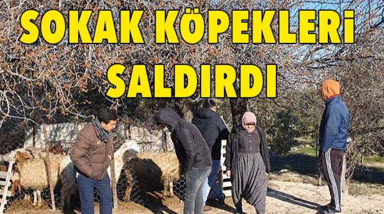 KOYUN VE KUZULAR TELEF OLDU