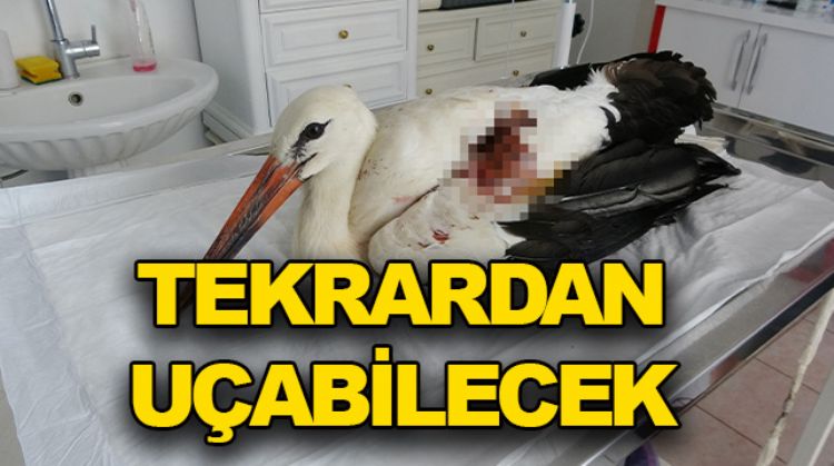 YARALI LEYLEK TEDAVİ ALTINA ALINDI