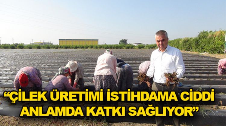 SİLİFKE’DE YENİ ÇİLEK FİDELERİNİN EKİMİNE BAŞLANDI