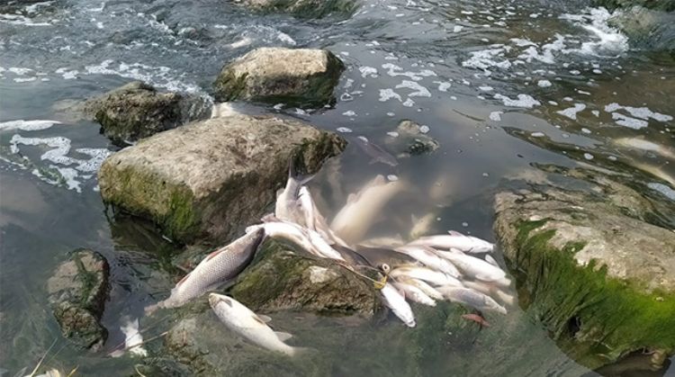 TARSUS’TA BERDAN ÇAYI’NDA BİNLERCE BALIK TELEF OLDU