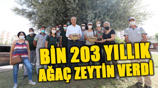 BİN 203 YILLIK AĞAÇ ZEYTİN VERDİ