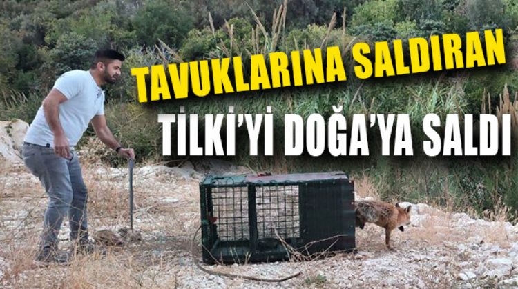 TİLKİ’Yİ ÖZEL OLARAK YAPTIĞI KAFESLE YAKALADI, ARDINDAN DOĞAYA SALDI