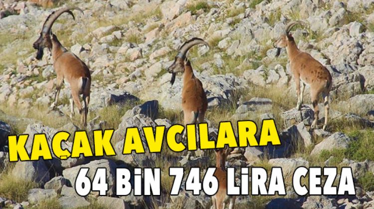 YABAN KEÇİSİ AVLAYANLARA CEZA