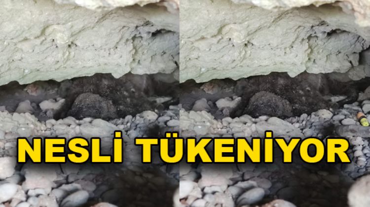 TARSUS ŞELALESİ’NDE 2 SU SAMURU ÖLÜ BULUNDU
