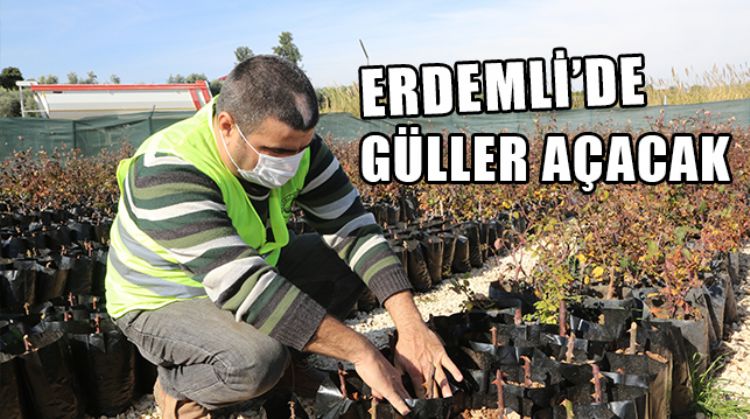 ERDEMLİ BELEDİYESİ, YILDA 14 BİN GÜL FİDESİ ÜRETEREK İLÇENİN DÖRT BİR YANINA DİKİYOR