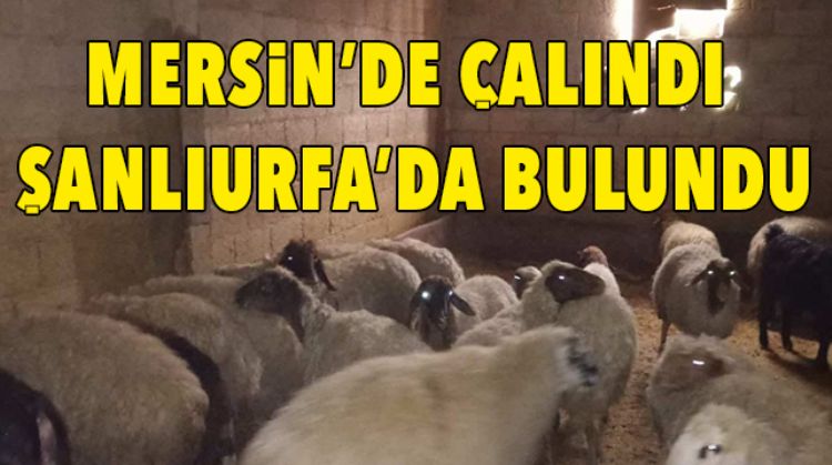 KÜÇÜKBAŞ HAYVAN HIRSIZLARI GÖZALTINA ALINDI