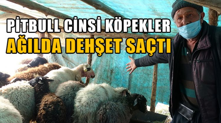MERSİN’DE HAYVAN AĞILINA GİREN 2 PİTBULL CİNSİ KÖPEK 6 KOYUNU TELEF ETTİ