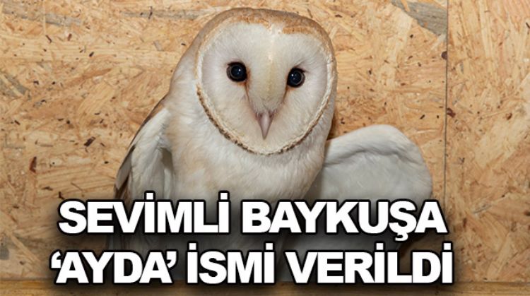 YAVRU BAYKUŞ EMİN ELLERDE
