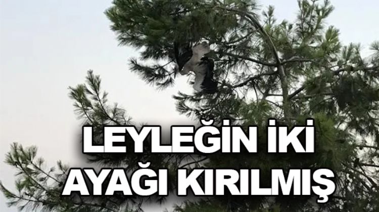 İTFAİYE EKİPLERİ AĞACA TAKILAN LEYLEĞİ KURTARDI