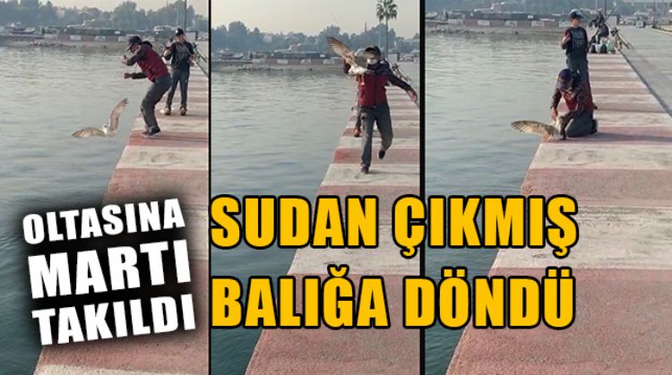 MERSİN’DE OLTAYA TAKILAN MARTI SAHİLE ÇIKARTILARAK KURTARILDI