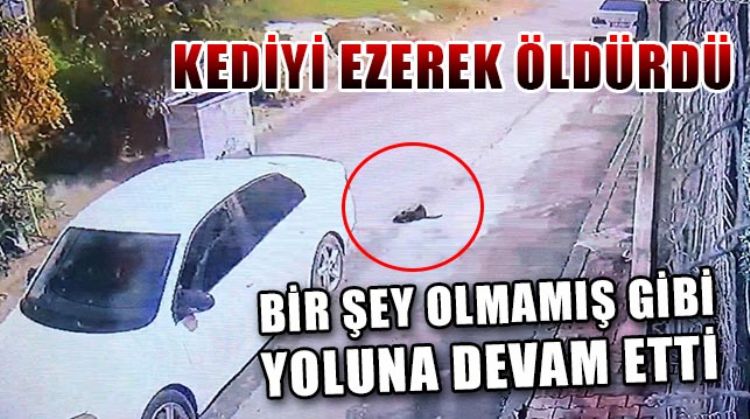 MERSİN’DE KEDİYİ EZEREK YOLUNA DEVAM EDEN SÜRÜCÜNÜN TAVIRLARI PES DEDİRTTİ