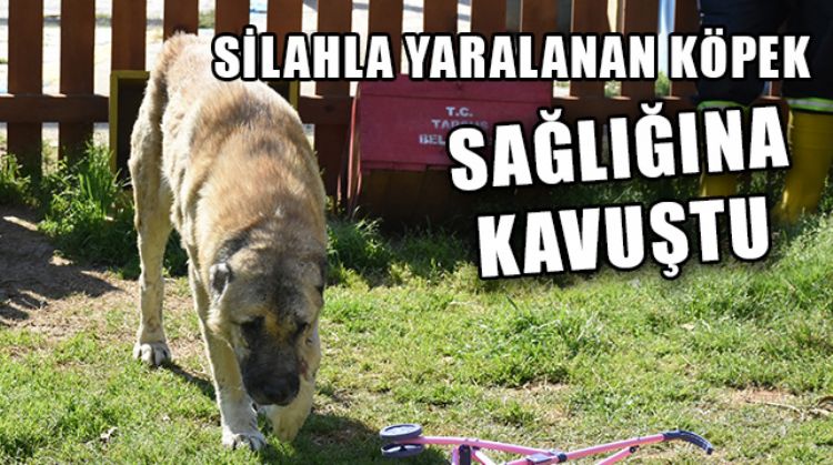 TARSUS’TA YARALANAN SOKAK KÖPEĞİ SAĞLIĞINA KAVUŞTURULDU