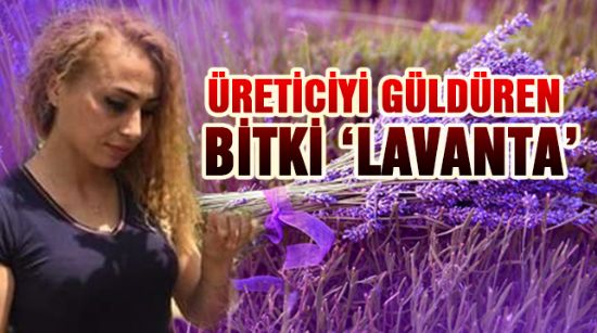 ÜRETİCİYİ GÜLDÜREN BİTKİ ‘LAVANTA’