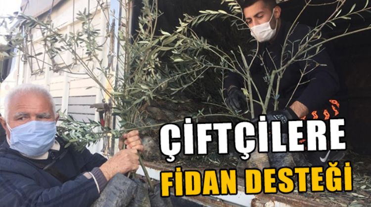 MERSİN’DE ÇİFTÇİLERE 25 BİN ZEYTİN FİDANI DAĞITILDI