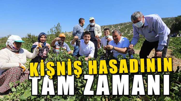 ÇİFTİÇİLER KUŞ ÜZÜMÜ(KİŞNİŞ) HASADINA BAŞLADI