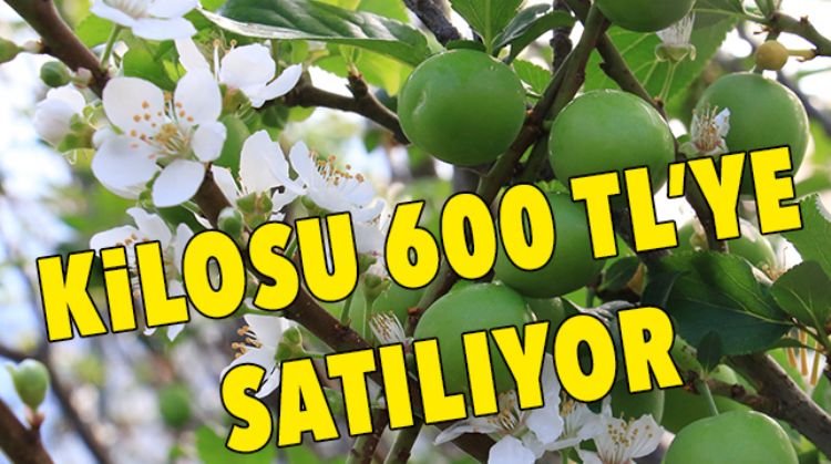 CAN ERİK HASADI BAŞLADI