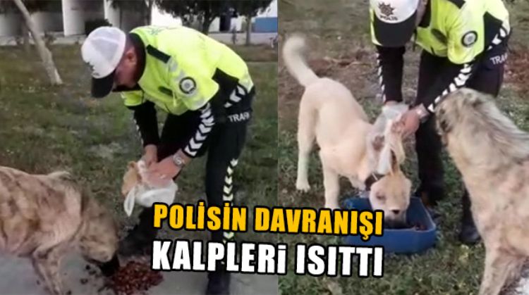 MERSİN’DE SOKAK KÖPEKLERİNİ ELLERİYLE BESLEYEN POLİSİN DAVRANIŞI YÜREK ISITTI