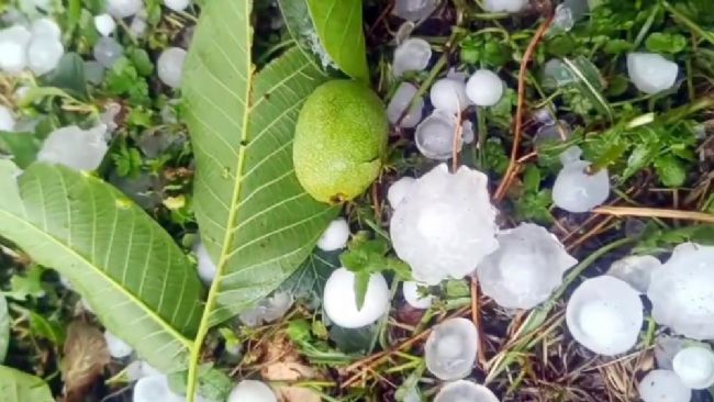 Erdemli'de şiddetli dolu yağışı etkili oldu
