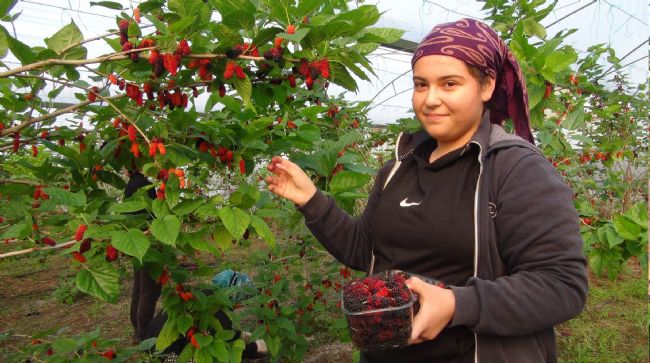 SİLİFKE'DE YILIN İLK KARADUT HASADI YAPILDI: KİLOSU 110 TL