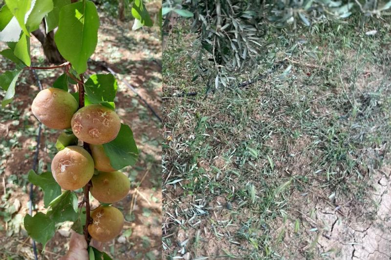 DOLU, KAYISI VE ZEYTİNLERE ZARAR VERDİ