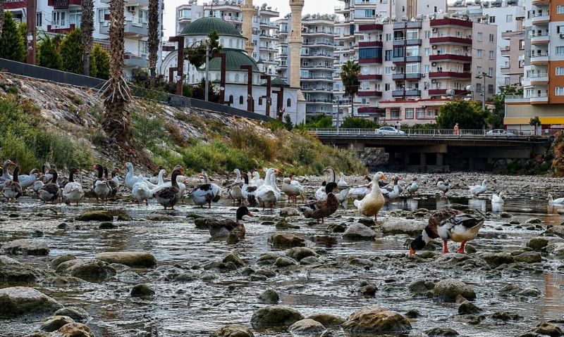 Mersin'de kuşlar için güvenli yuvalama alanı çağrısı