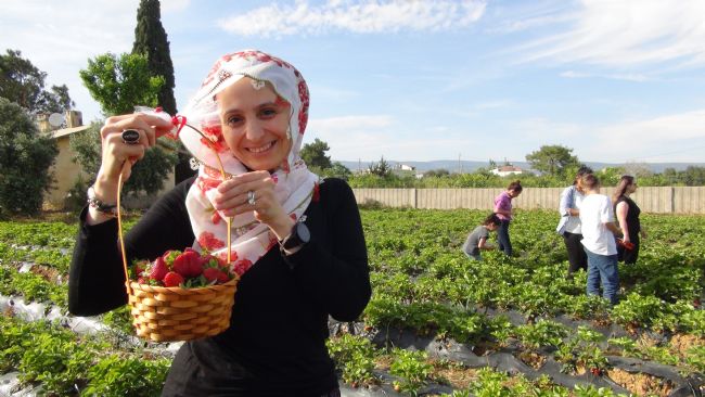 Milli Eğitim Müdürü şalvar giydi, yazma taktı, öğrencilerle birlikte çilek hasat etti