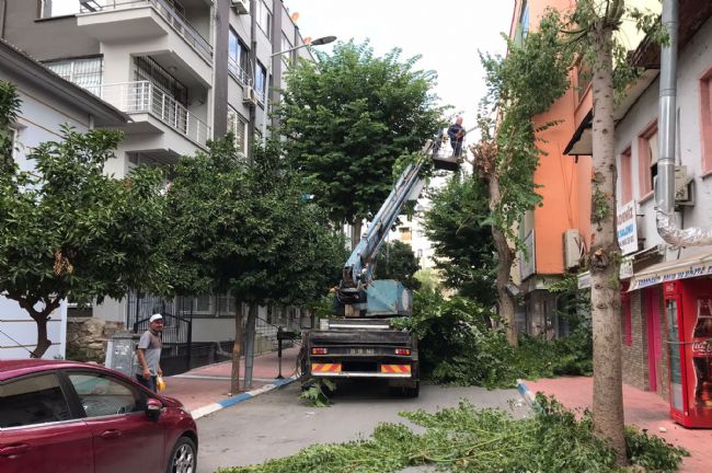 Akdeniz'de ağaçlara sonbahar bakımı
