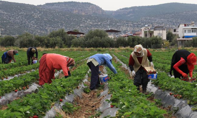 Kilosu 50 TL'ye kadar düştü: Çilekte açıkta hasat zamanı