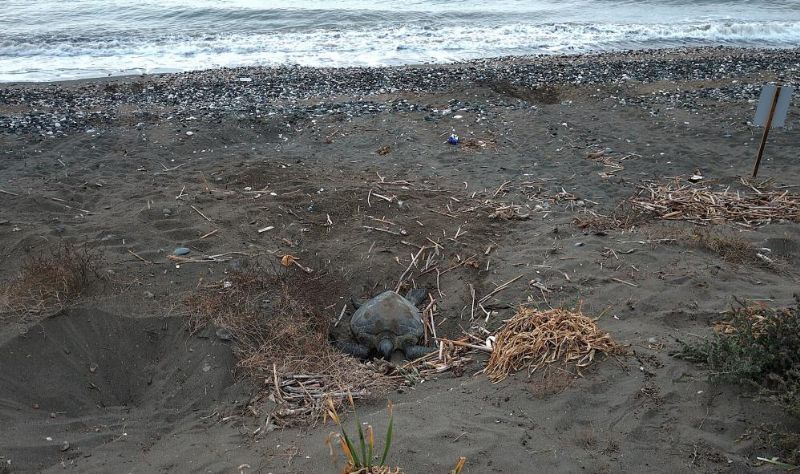 Caretta carettaların yuvalaması geç başladı, yoğun sürüyor