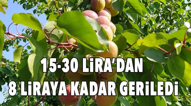 KAYISININ KİLOSU 8 LİRAYA KADAR DÜŞTÜ