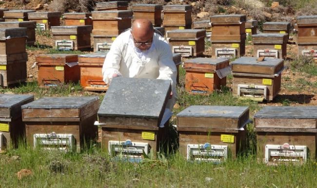 Mersin Balı, Manuka’ya meydan okuyor