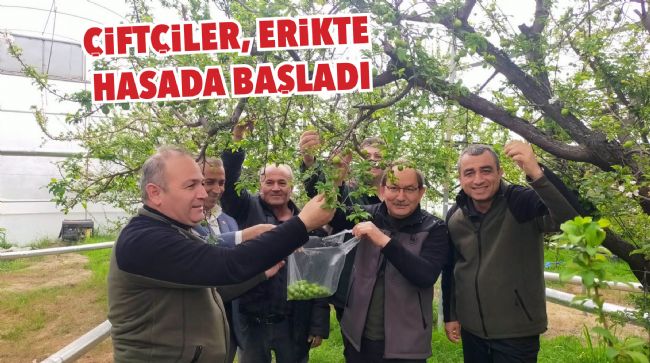 MERSİN’DE DESTEKLENEN ÇİFTÇİLER, ÖRTÜ ALTI ERİKTE HASADA BAŞLADI