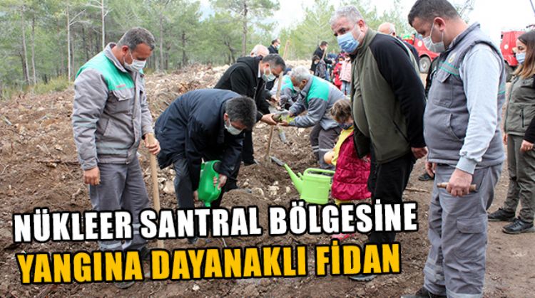 NÜKLEER SANTRAL BÖLGESİNE YANGINA DAYANIKLI BİBERİYE VE DEFNE FİDANLARI DİKİLDİ