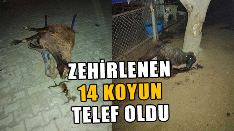 MERSİN’DE 14 KOYUN ZEHİRLENEREK TELEF OLURKEN 10’DAN FAZLA KOYUN TEDAVİ EDİLİYOR