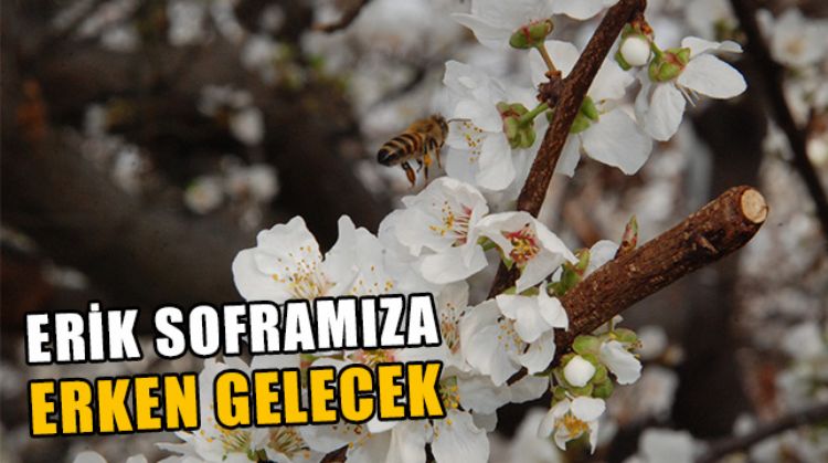 MERSİN’DE ERİK HASADI ERKEN BAŞLAYACAK