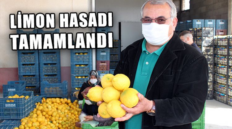 MERSİN’DE HASAT EDİLEN LİMONLAR DEPOLARDA DİNLENMEYE ALINDI