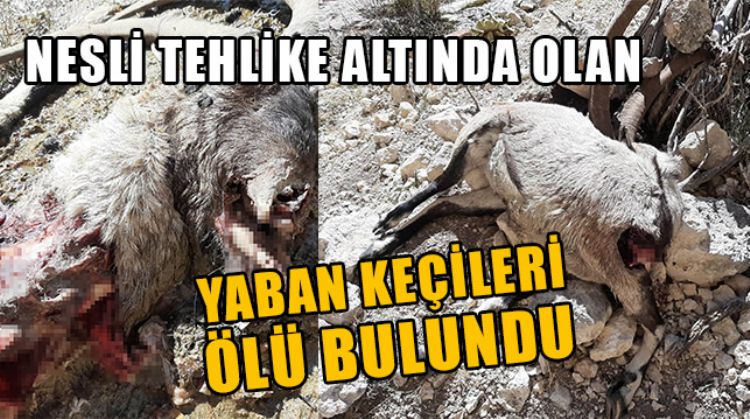 MUT’TA NESLİ KORUMA ALTINDA OLAN YABAN KEÇİLERİ ÖLÜ BULUNDU