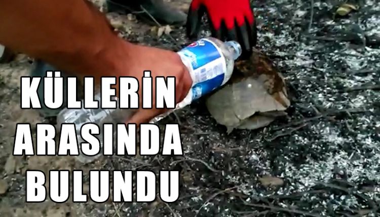 KÜLLER ARASINDA KAPLUMBAĞA BULUNDU