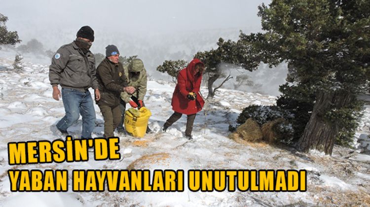 MERSİN’DE YABAN HAYVANLARI İÇİN YEMLEME ÇALIŞMASI YAPILDI