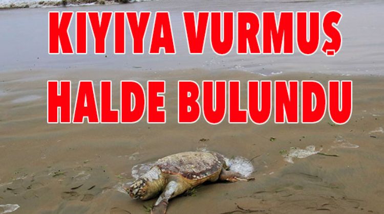 CARETTA CARETTA ÖLÜ OLARAK BULUNDU