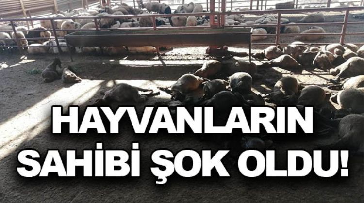 KÖPEKLER AĞILA GİRDİ: 50 KÜÇÜKBAŞ HAYVAN TELEF OLDU