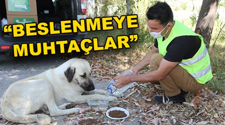 “SOKAK HAYVANLARINI UNUTMAYALIM”