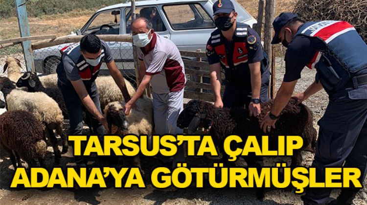 HIRSIZLAR ADANA’DA YAKALANDI